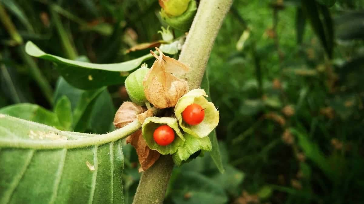 ashwagandha for anxiety